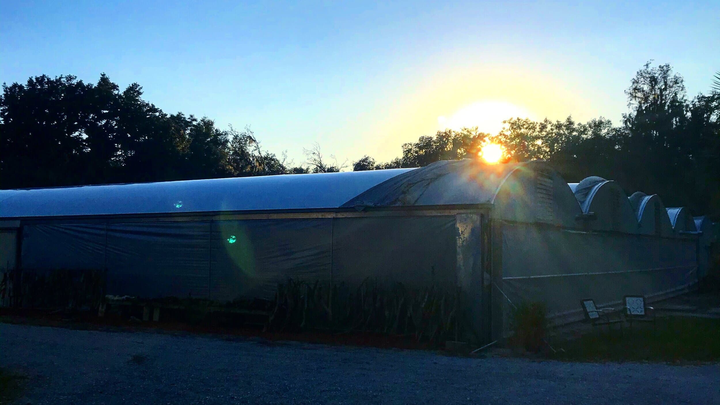 Sunrise over the greenhouses at Palmer Orchids