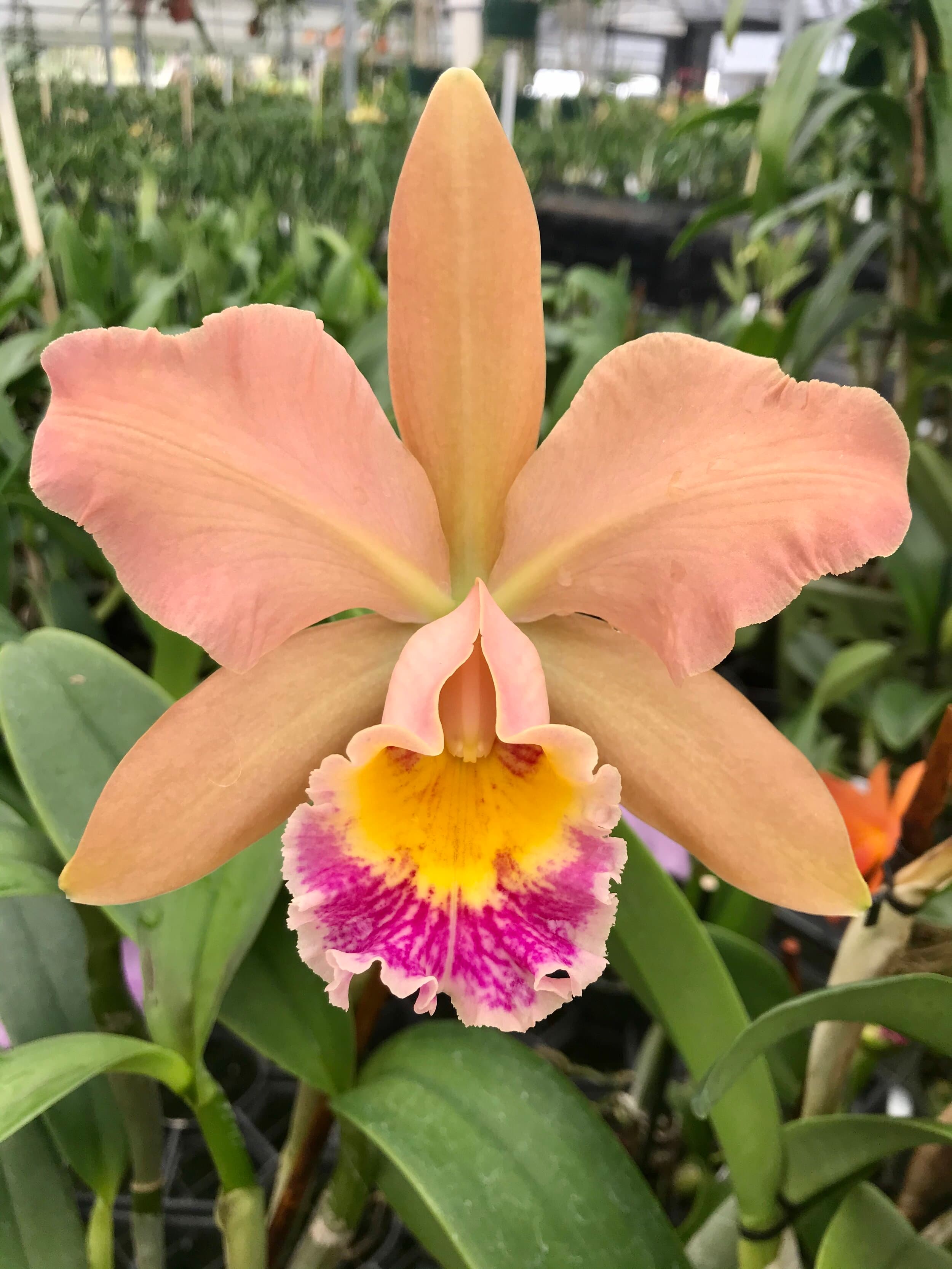 A cattleya orchid in bloom at Palmer Orchids, magenta and white picotee petals