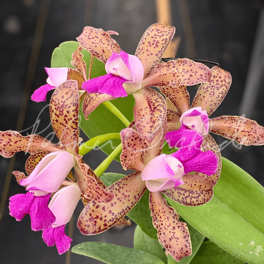 Spotted orchid blooms in magenta, cream and tan at Palmer Orchids