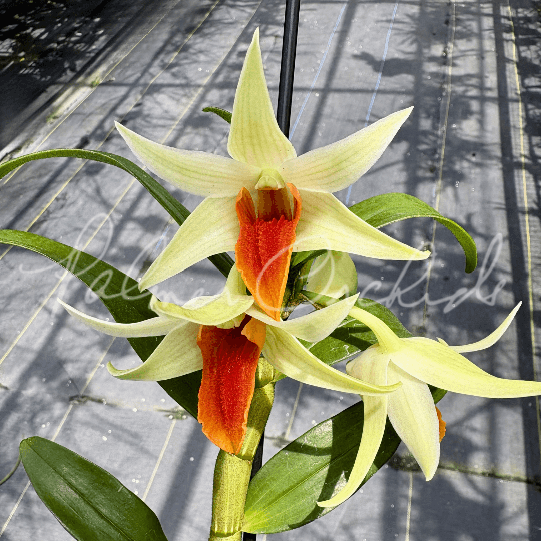 Dendrobium 'Red Lips' in bloom, cream and green petals with a crimson lip